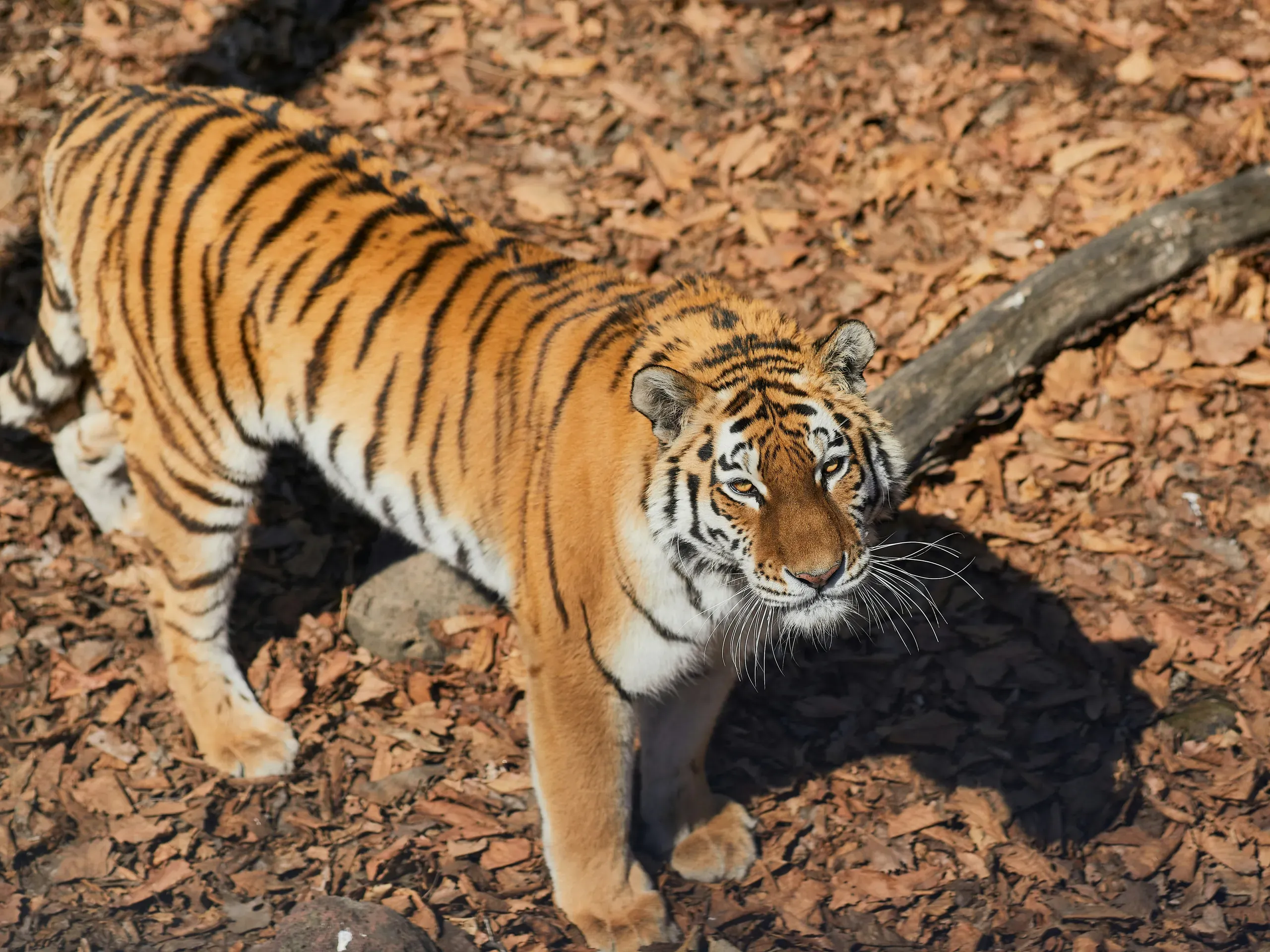 Tiger in Primorsky Krai, Russia
