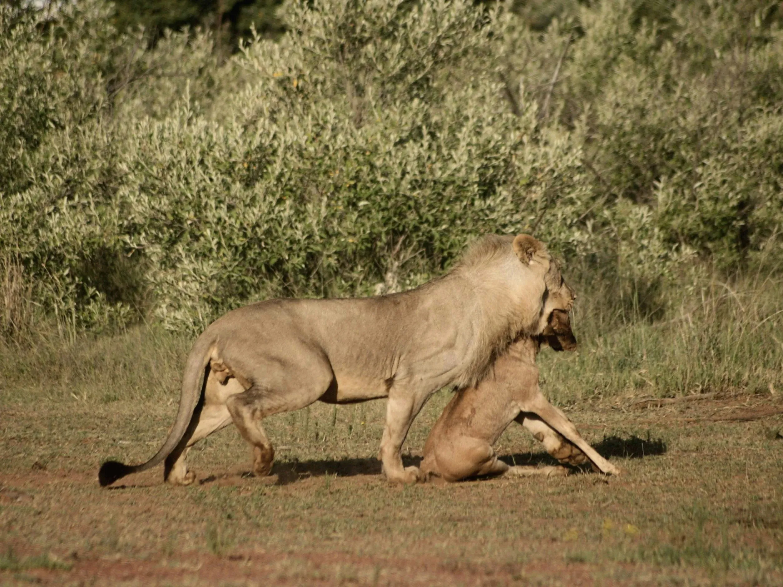 Lioness walking past a seated cub on dry ground with green bushes behind