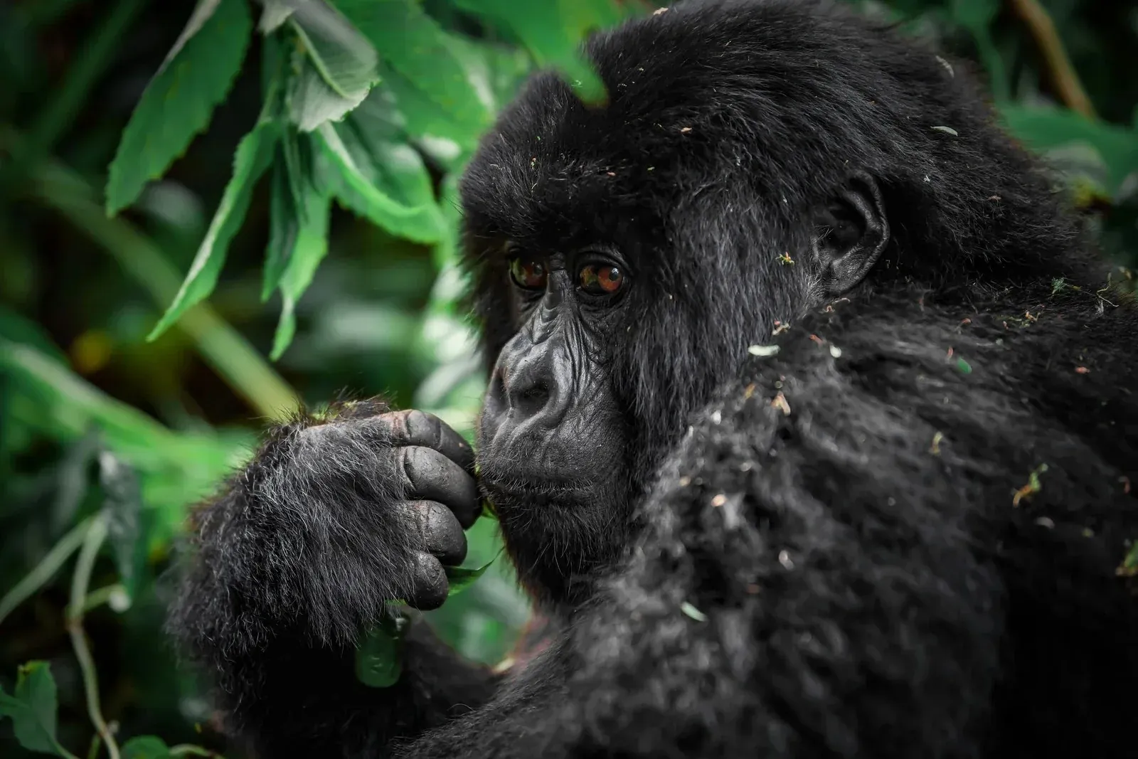 Close-up of a mountain gorilla with its hand raised to its mouth, surrounded by lush green foliage