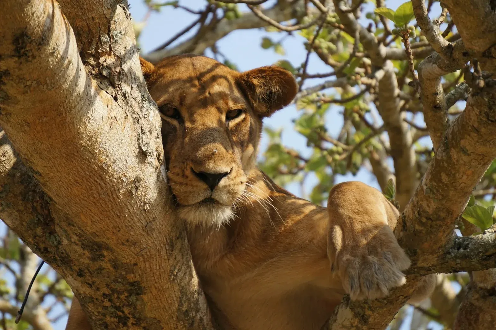 A lioness dozing in the fork of a tree, eyes closed, paws draped over the branch