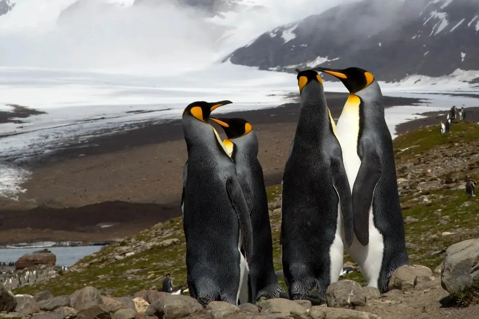 Three king penguins standing together on rocky ground with snow-capped mountains and glaciers behind them