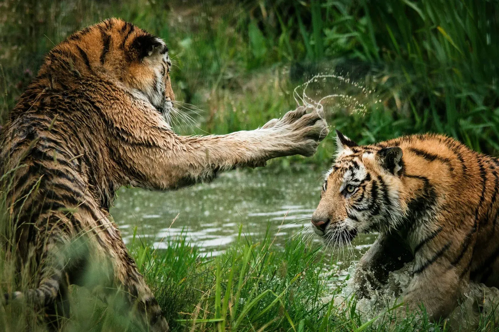 Two tigers play-fighting in shallow water, one swiping a paw at the other with water splashing around them