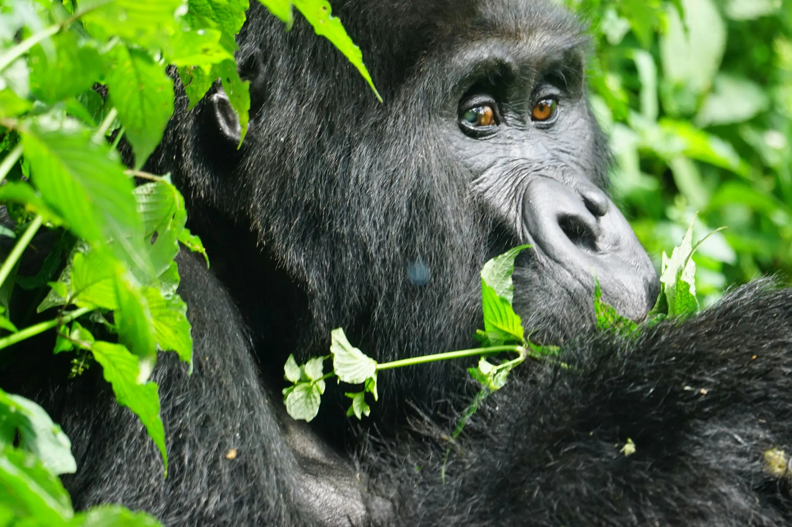 Gorilla in Bwindi Impenetrable Forest, Uganda