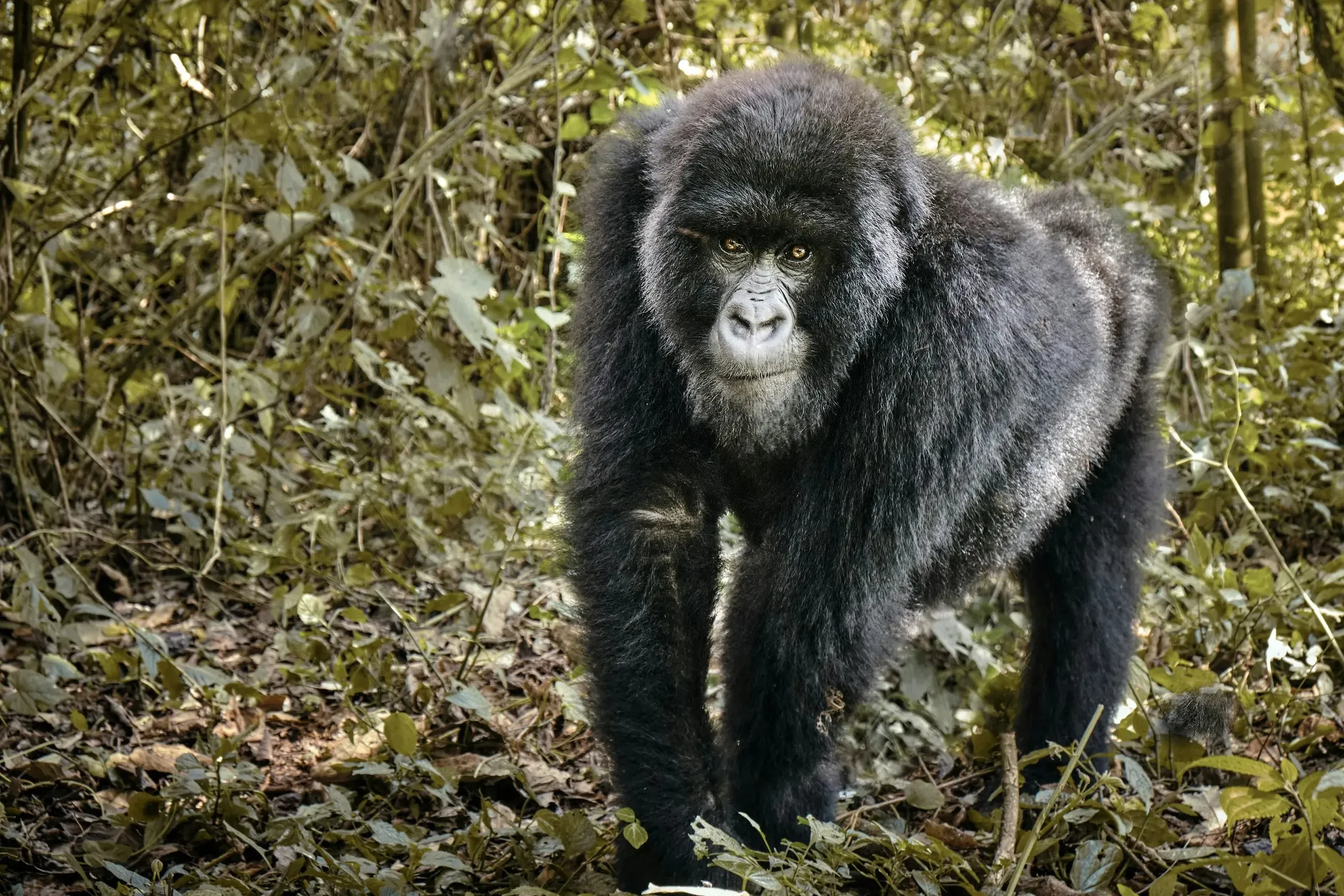 Gorilla in Virunga, Congo