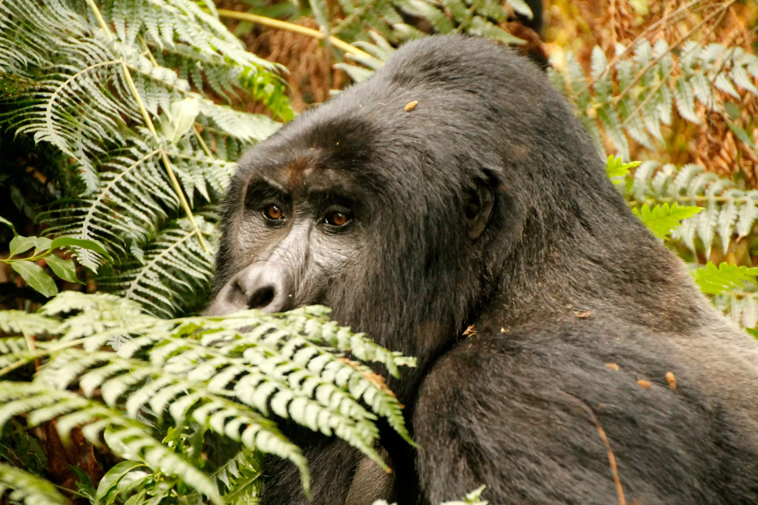 Gorilla in Bwindi Impenetrable Forest, Uganda, 2017