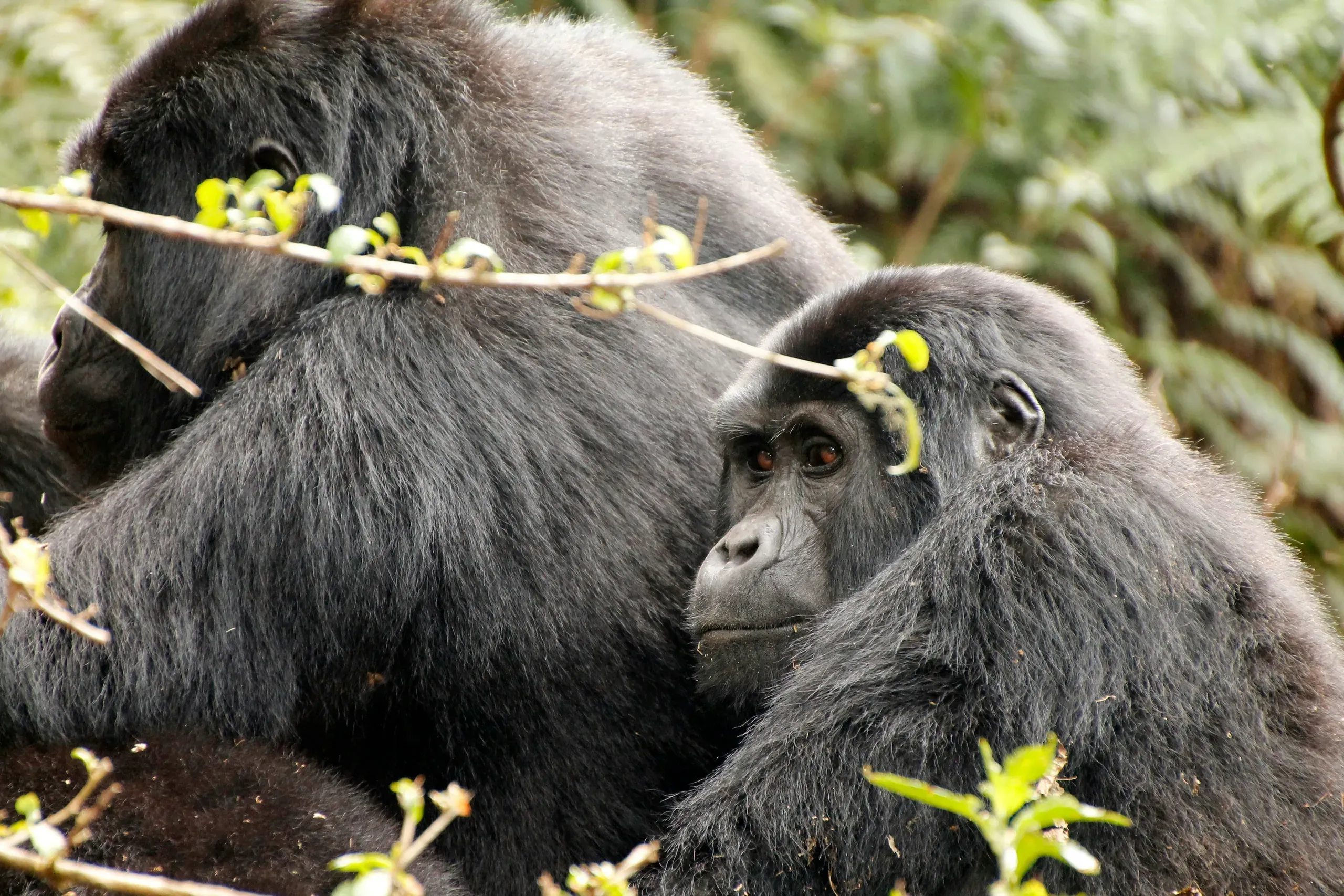 Gorillas in Bwindi Impenetrable Forest, Uganda