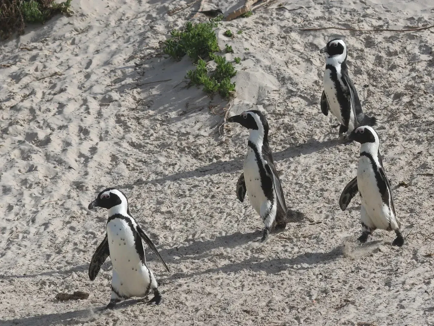 Four African penguins walking in a line across white sand, casting long shadows, seen from above